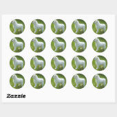 Samoyed Pup Sticker; Diverse Maten Ronde Sticker (Vel)