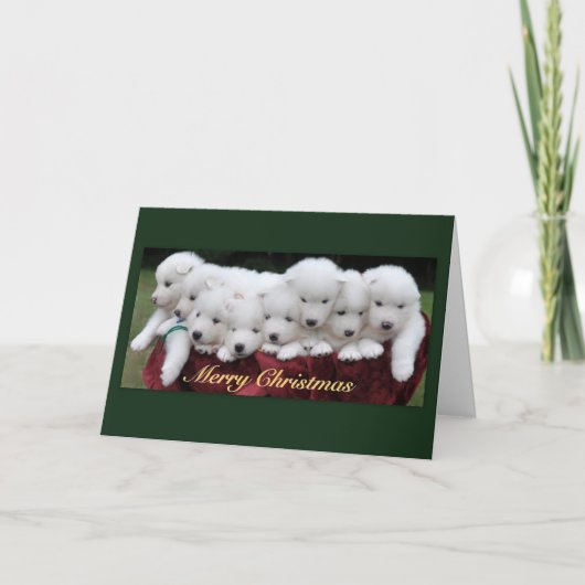 Samoyed Puppies (4 weeks old) Christmas Feestdagen Kaart (Voorkant)