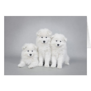 Samoyed puppies kaart