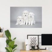 Samoyed puppies poster (Thuiskantoor)