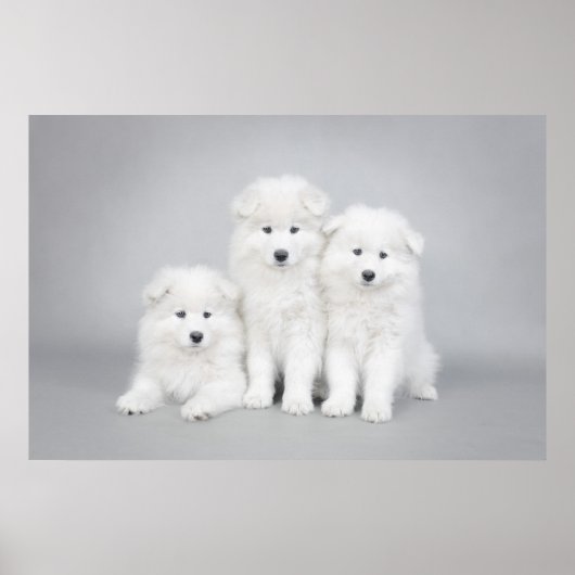 Samoyed puppies poster (Voorkant)