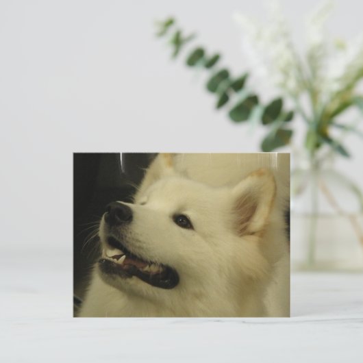 Samoyed Puppy Briefkaart (Staand voorkant)