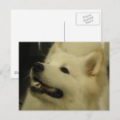 Samoyed Puppy Briefkaart (Voorkant / Achterkant)