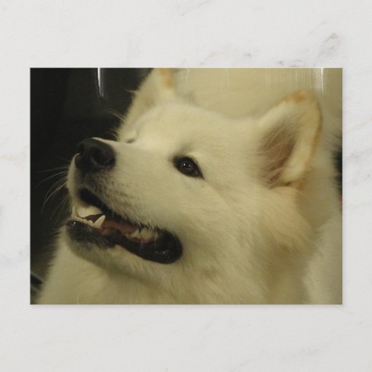 Samoyed Puppy Briefkaart (Voorkant)