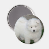 Samoyed puppy magneet (Voorkant / Achterkant)