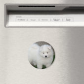Samoyed puppy magneet (Insitu (Vaatwasser))