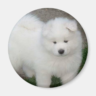 Samoyed puppy magneet