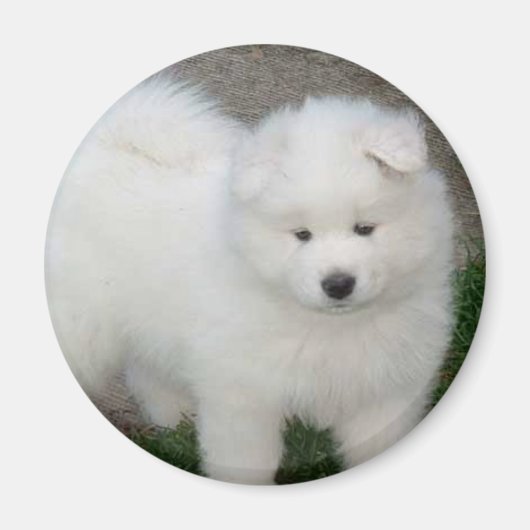 Samoyed puppy magneet (Voorkant)