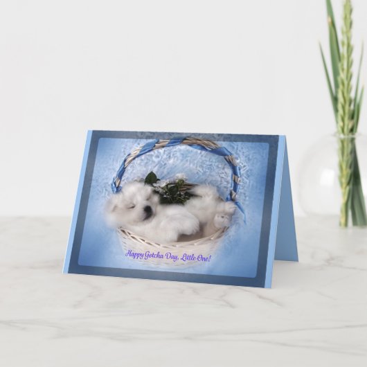 Samoyed Puppy Wenskaart: "Gotcha" Day Celebrate Kaart (Voorkant)