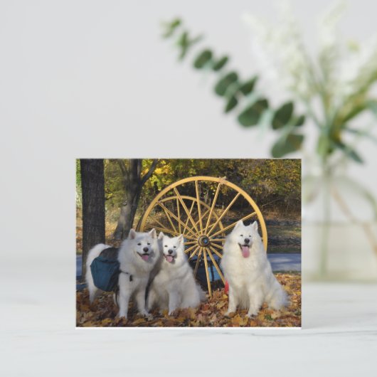 Samoyed - PVSC - Bladeren Briefkaart (Staand voorkant)