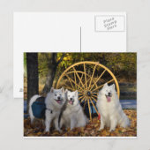 Samoyed - PVSC - Bladeren Briefkaart (Voorkant / Achterkant)