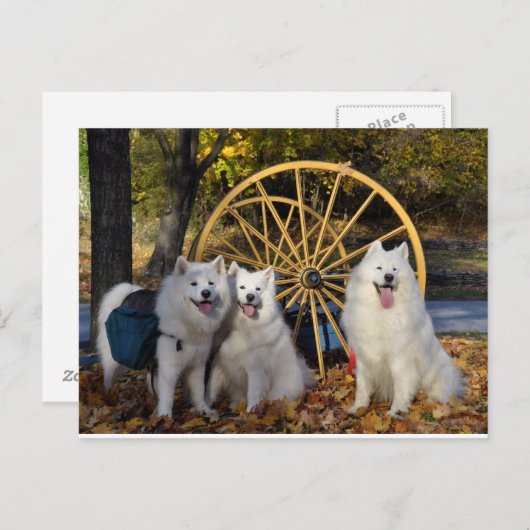 Samoyed - PVSC - Bladeren Briefkaart (Voorkant / Achterkant)