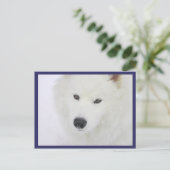 Samoyed - PVSC - Sneeuw Briefkaart (Staand voorkant)
