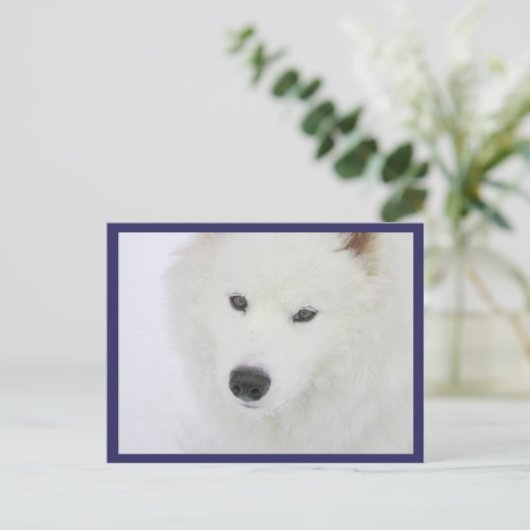 Samoyed - PVSC - Sneeuw Briefkaart (Staand voorkant)