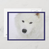 Samoyed - PVSC - Sneeuw Briefkaart (Voorkant / Achterkant)