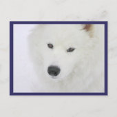 Samoyed - PVSC - Sneeuw Briefkaart (Voorkant)