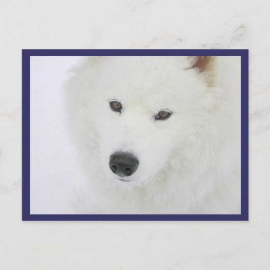 Samoyed - PVSC - Sneeuw Briefkaart (Voorkant)