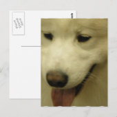 Samoyed Rescue Briefkaart (Voorkant / Achterkant)