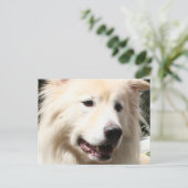 Samoyed Yukon 1 Briefkaart (Staand voorkant)