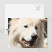 Samoyed Yukon 1 Briefkaart (Voorkant / Achterkant)