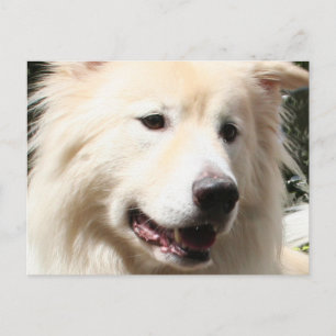 Samoyed Yukon 1 Briefkaart