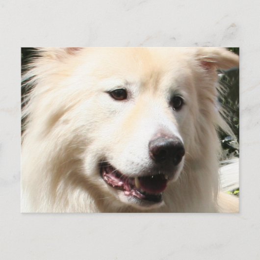 Samoyed Yukon 1 Briefkaart (Voorkant)