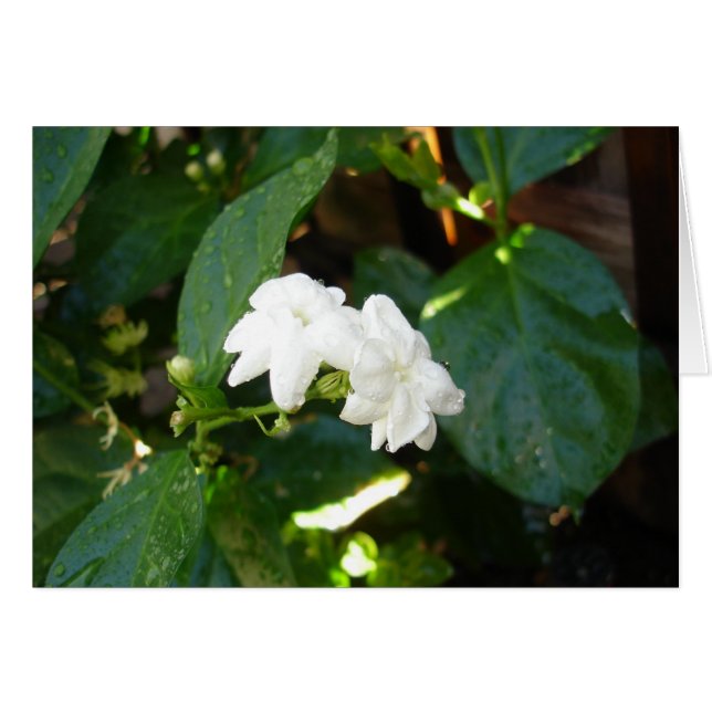 Sampaguita-kaart (Voorkant Horizontaal)