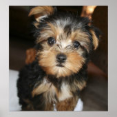 Sampson Poster (Voorkant)