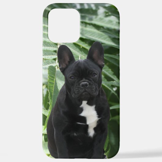 Samsung Galaxy Hülle französische Bulldogge Samsu iPhone Hoesje (Achterkant)