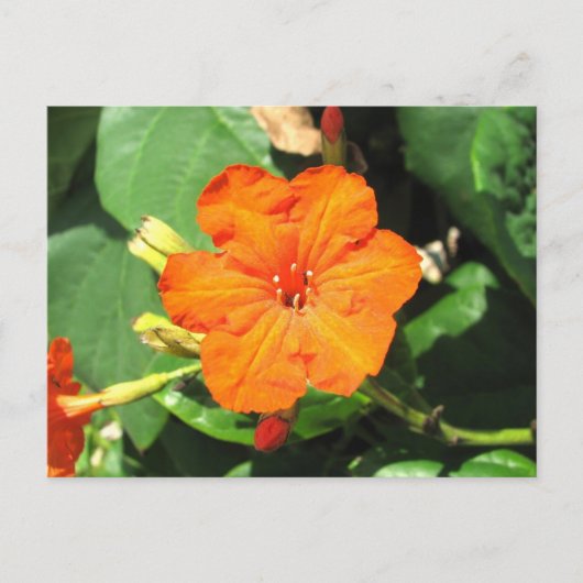 San Andrés, Colombia Briefkaart (Voorkant)