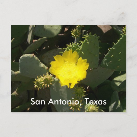 San Antonio, Texas Briefkaart (Voorkant)