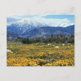 San Bernardino Bergen, sneeuw, bloemen Briefkaart