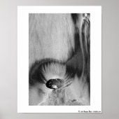 San Diego Beach Poster # 2 11x14 (Voorkant)