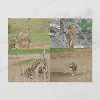 San Diego Safari Park Briefkaart