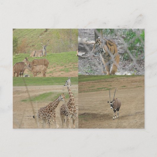 San Diego Safari Park Briefkaart (Voorkant)