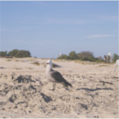 San Diego Seagull Sticker (Voorkant)