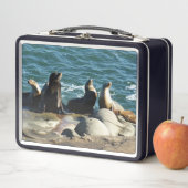 San Diego Zee Lions (In situ)