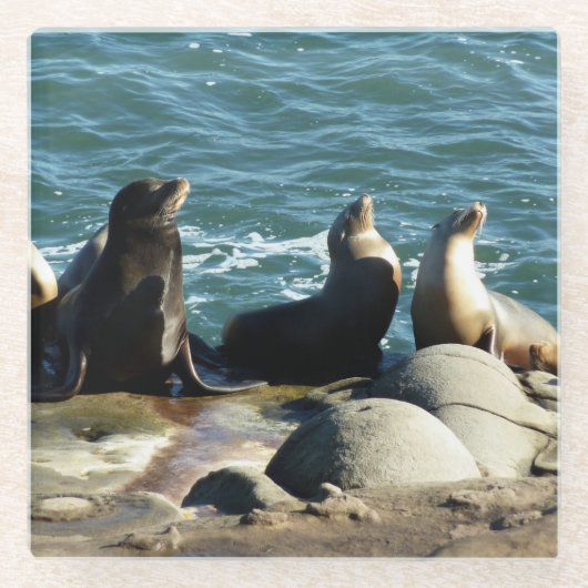 San Diego Zee Lions Glazen Onderzetter (Voorkant)