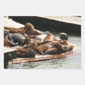 San Diego Zee Lions Inpakpapier Vel (Voorkant 2)