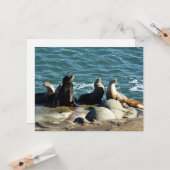 San Diego Zee Lions Kaart (Voorkant / Achterkant in situ)