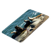 San Diego Zee Lions Magneet (Linkerzijde)