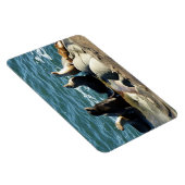 San Diego Zee Lions Magneet (Rechterzijde)