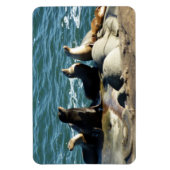 San Diego Zee Lions Magneet (Verticaal)