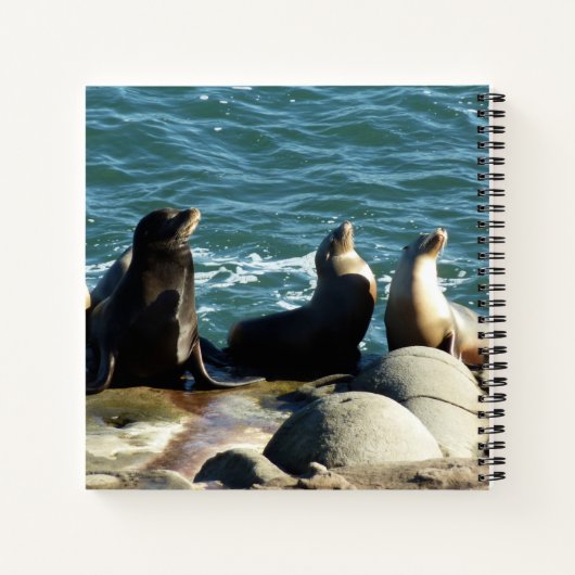 San Diego Zee Lions Notitieboek (Achterkant)