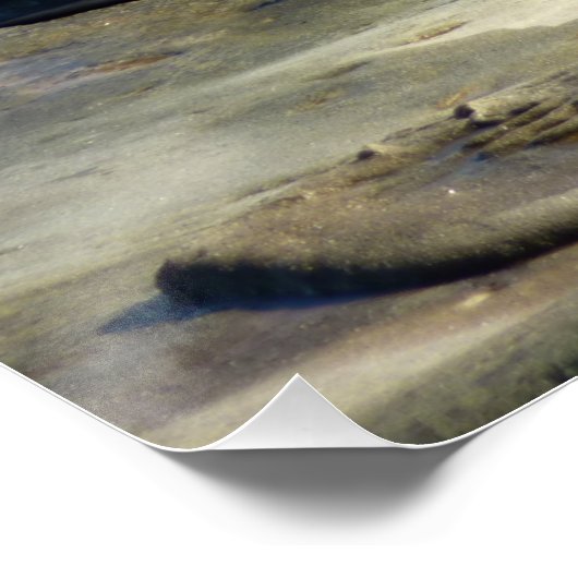 San Diego Zee Lions Perfect Poster (Hoek)