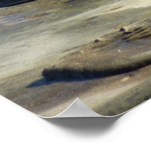 San Diego Zee Lions Poster (Hoek)