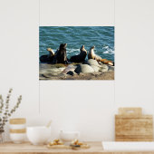 San Diego Zee Lions Poster (Keuken)