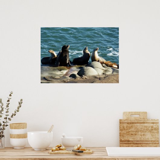 San Diego Zee Lions Poster (Keuken)