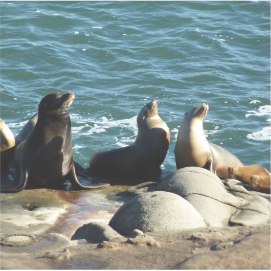 San Diego Zee Lions Sticker (Voorkant)