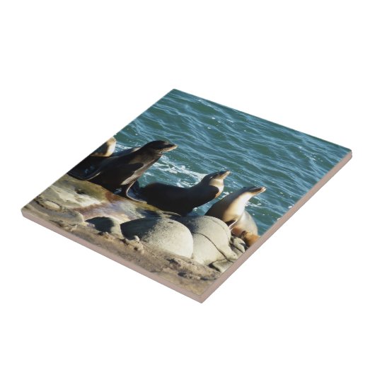 San Diego Zee Lions Tegeltje (Zijkant)